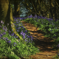 Buy canvas prints of Bunkers Hill Bluebells by Julie Coe