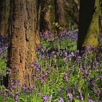 Buy canvas prints of Bunkers Hill Bluebells 2 by Julie Coe