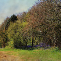 Buy canvas prints of Bluebell Wood by Julie Coe