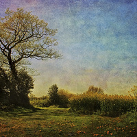 Buy canvas prints of Oilseed Rape Field, Norfolk. by Julie Coe