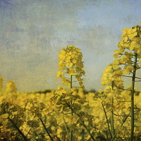 Buy canvas prints of Rapeseed Flowers. by Julie Coe