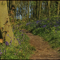 Buy canvas prints of Bunkers Hill Bluebells 4 by Julie Coe
