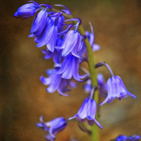 Buy canvas prints of Spanish Bluebells 8 by Julie Coe