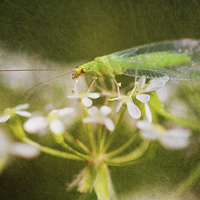 Buy canvas prints of Lacewing Fly by Julie Coe