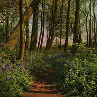 Buy canvas prints of Bluebells and Campions by Julie Coe