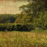 Buy canvas prints of Clock Meadow by Julie Coe