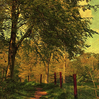 Buy canvas prints of Blickling Woods, Norfolk 2 by Julie Coe