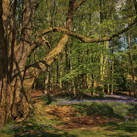 Buy canvas prints of Bluebells At Blickling 3 by Julie Coe