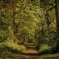 Buy canvas prints of Blickling Woods 6 by Julie Coe