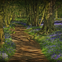 Buy canvas prints of Bluebells At Blickling 5 by Julie Coe