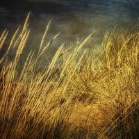 Buy canvas prints of Holkham Dunes 4 by Julie Coe
