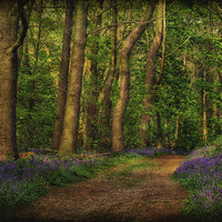 Buy canvas prints of Bluebells At Blickling 7 by Julie Coe