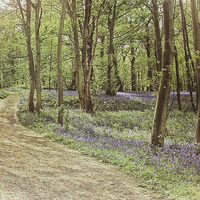 Buy canvas prints of Bluebells At Blickling 6 by Julie Coe