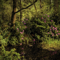 Buy canvas prints of Holt Country Park 3 by Julie Coe