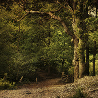 Buy canvas prints of Holt Country Park 9 by Julie Coe