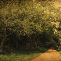 Buy canvas prints of Blickling Woods 8 by Julie Coe
