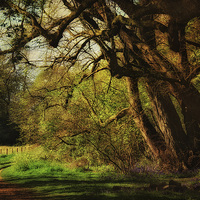 Buy canvas prints of Blickling Woods 9 by Julie Coe