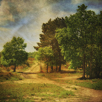 Buy canvas prints of Holt Country Park 10 by Julie Coe