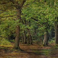 Buy canvas prints of Holt Country Park 16 by Julie Coe