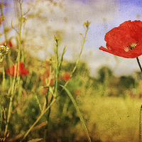 Buy canvas prints of Playground Poppy by Julie Coe