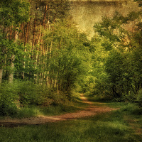 Buy canvas prints of Holt Country Park 21 by Julie Coe