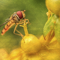Buy canvas prints of Hoverfly - 14 by Julie Coe