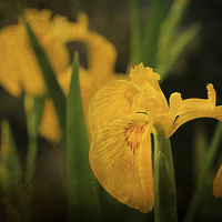 Buy canvas prints of Yellow Flag Iris 4 by Julie Coe