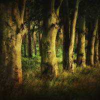 Buy canvas prints of Creepy Woods 3 by Julie Coe
