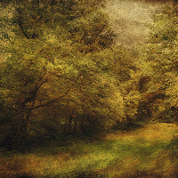Buy canvas prints of Blickling Woods 13 by Julie Coe