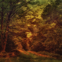 Buy canvas prints of Blickling Woods 17 by Julie Coe