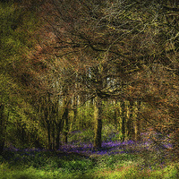 Buy canvas prints of Bluebell Wood 2 by Julie Coe