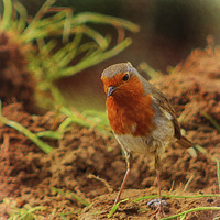 Buy canvas prints of Robin 1 by Julie Coe