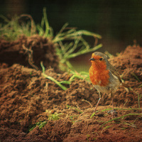 Buy canvas prints of Robin 2 by Julie Coe