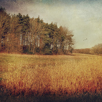 Buy canvas prints of Norfolk Field 21 by Julie Coe