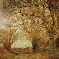 Buy canvas prints of Hempstead, Norfolk 30 by Julie Coe