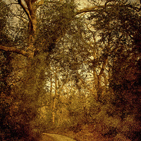 Buy canvas prints of Walk To Hempstead 4 by Julie Coe