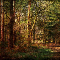 Buy canvas prints of Holt Country Park 32 by Julie Coe