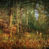 Buy canvas prints of Holt Country Park 34 by Julie Coe