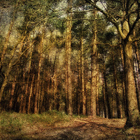 Buy canvas prints of Holt Country Park 36 by Julie Coe