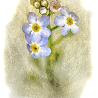 Buy canvas prints of Forget Me Not 17 by Julie Coe