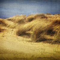 Buy canvas prints of Holkham Dunes 9 by Julie Coe