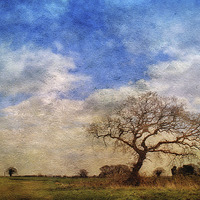 Buy canvas prints of Out In The Field by Julie Coe