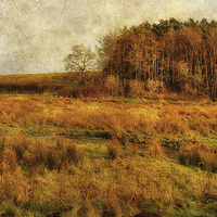 Buy canvas prints of Across The Meadow by Julie Coe