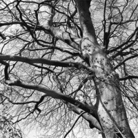Buy canvas prints of Tree in B&W by Julie Coe