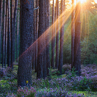 Buy canvas prints of Pine forest at sunset by Magdalena Bujak