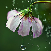 Buy canvas prints of Cosmos flower with water droplets by Magdalena Bujak