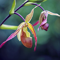 Buy canvas prints of Orchid by Magdalena Bujak