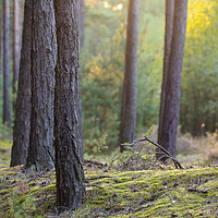 Buy canvas prints of Pine forest in the evening light by Magdalena Bujak