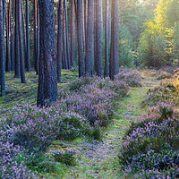 Buy canvas prints of Woodland with heather at sunset by Magdalena Bujak