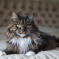 Buy canvas prints of Long haired cat  by Magdalena Bujak